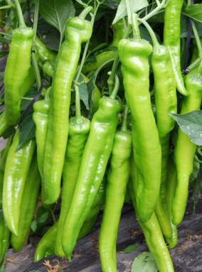 枣阳哪有育螺丝椒苗厂家,宜城线椒苗批发价格2026