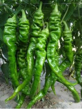 谷城哪里批发辣椒苗,老河口螺丝椒苗大果\薄皮2026